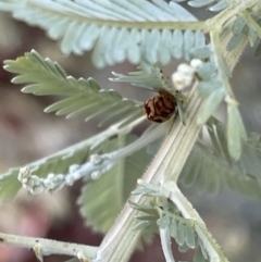 Elaphodes cervinus at Casey, ACT - 11 Feb 2023 11:20 AM