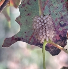 Paropsis atomaria at Casey, ACT - 11 Feb 2023