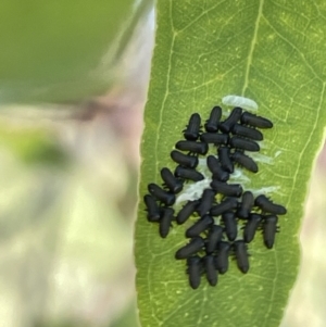 Paropsini sp. (tribe) at Casey, ACT - 11 Feb 2023 11:46 AM