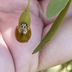 Paropsisterna cloelia at Casey, ACT - 11 Feb 2023 11:50 AM