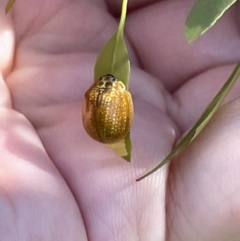 Paropsisterna cloelia at Casey, ACT - 11 Feb 2023 11:50 AM