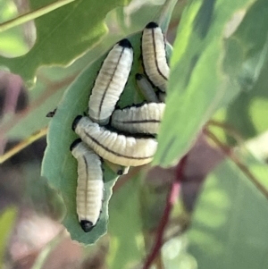 Paropsisterna cloelia at Casey, ACT - 11 Feb 2023