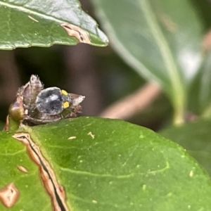 Apolinus lividigaster at Canberra, ACT - 8 Feb 2023