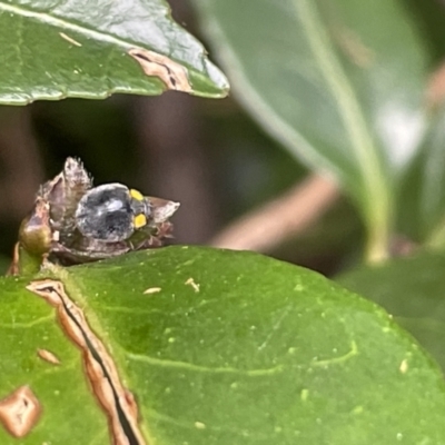 Apolinus lividigaster (Yellow Shouldered Ladybird) at Glebe Park - 8 Feb 2023 by Hejor1