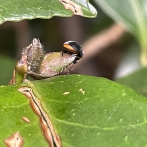 Apolinus lividigaster at Canberra, ACT - 8 Feb 2023