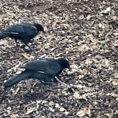 Corcorax melanorhamphos (White-winged Chough) at Glebe Park - 8 Feb 2023 by Hejor1