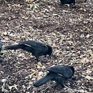 Corcorax melanorhamphos at Canberra, ACT - 8 Feb 2023