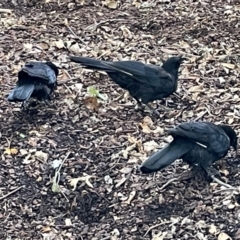 Corcorax melanorhamphos at Canberra, ACT - 8 Feb 2023 04:57 PM