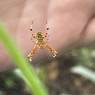 Salsa fuliginata (Sooty Orb-weaver) at Glebe Park - 8 Feb 2023 by Hejor1