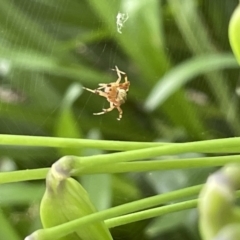 Salsa fuliginata at Canberra, ACT - 8 Feb 2023