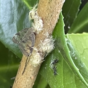 Scolypopa australis at Canberra, ACT - 8 Feb 2023