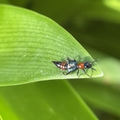 Paederus sp. (genus) (Whiplash rove beetle) at Glebe Park - 8 Feb 2023 by Hejor1