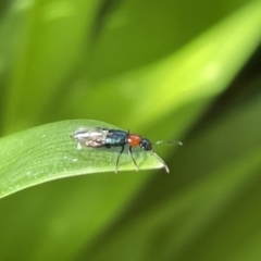 Paederus sp. (genus) at Canberra, ACT - 8 Feb 2023