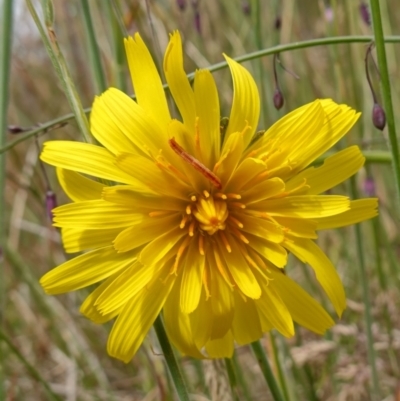 Microseris lanceolata (Yam Daisy) at Namadgi National Park - 4 Feb 2023 by RobG1