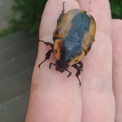 Chondropyga dorsalis (Cowboy beetle) at Holder, ACT - 10 Feb 2023 by Miranda