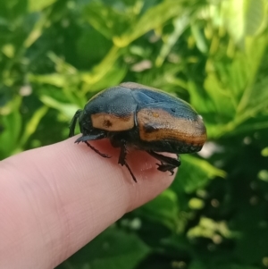 Chondropyga dorsalis at Holder, ACT - 11 Feb 2023 08:52 AM