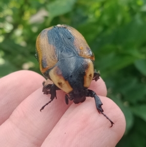 Chondropyga dorsalis at Holder, ACT - 11 Feb 2023 08:52 AM