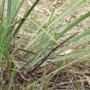 Lomandra multiflora at Molonglo Valley, ACT - 7 Feb 2023