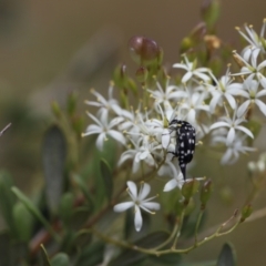 Mordella dumbrelli (Dumbrell's Pintail Beetle) at Lyons, ACT - 24 Jan 2023 by ran452