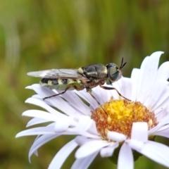 Odontomyia hunteri (Soldier fly) at Namadgi National Park - 4 Feb 2023 by RobG1