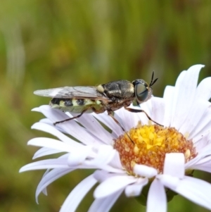 Odontomyia hunteri at Undefined Area - suppressed