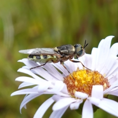 Odontomyia hunteri (Soldier fly) at Namadgi National Park - 4 Feb 2023 by RobG1