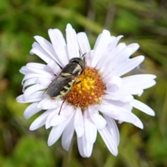 Odontomyia hunteri at Undefined Area - 4 Feb 2023