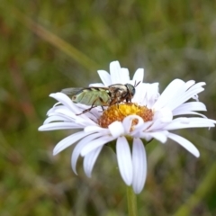 Odontomyia hunteri at Undefined Area - 4 Feb 2023