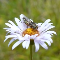 Odontomyia hunteri at Undefined Area - suppressed