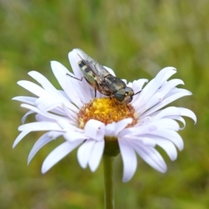 Odontomyia hunteri at Undefined Area - suppressed