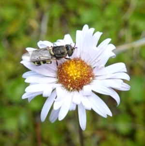 Odontomyia hunteri at Undefined Area - 4 Feb 2023