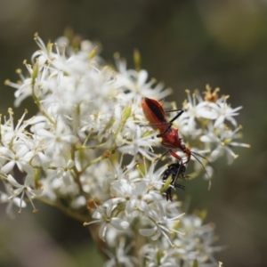 Gminatus australis at Lyons, ACT - 25 Jan 2023