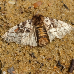 Aglaosoma variegata (A Prominent moth) at Tuross Head, NSW - 11 Feb 2023 by HelenCross