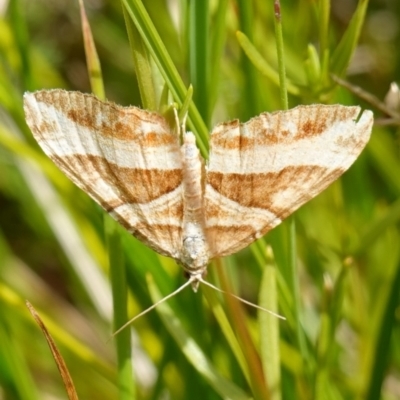 Chrysolarentia conifasciata (Broad-banded Carpet) - 4 Feb 2023 by RobG1