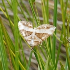 Chrysolarentia conifasciata at Undefined Area - 4 Feb 2023