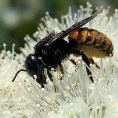 Megachile ustulata at Dulwich Hill, NSW - 24 Jan 2023 by JudeWright
