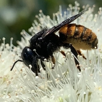 Megachile ustulata at Dulwich Hill, NSW - 24 Jan 2023 by JudeWright