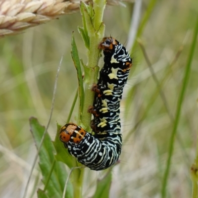 Phalaenoides tristifica (Willow-herb Day-moth) - 4 Feb 2023 by RobG1