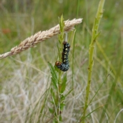 Phalaenoides tristifica at Undefined Area - suppressed