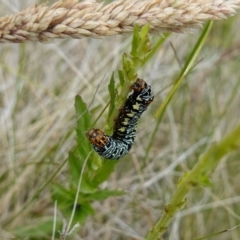 Phalaenoides tristifica at Undefined Area - suppressed