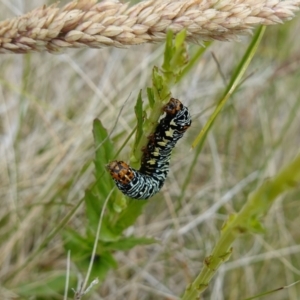 Phalaenoides tristifica at Undefined Area - suppressed