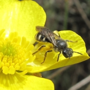 Lasioglossum (Chilalictus) sp. (genus & subgenus) at Paddys River, ACT - 10 Dec 2022