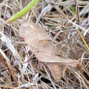 Goniaea australasiae at Dunlop, ACT - 11 Feb 2023 02:52 PM