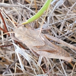 Goniaea australasiae at Dunlop, ACT - 11 Feb 2023 02:52 PM