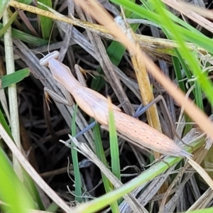 Mantis octospilota at Dunlop, ACT - 11 Feb 2023 02:45 PM