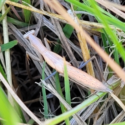 Mantis octospilota (Eight-spotted or Black-barred mantis) at Dunlop Grasslands - 11 Feb 2023 by trevorpreston