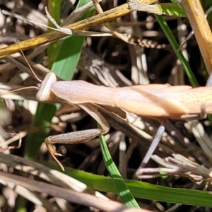 Mantis octospilota at Dunlop, ACT - 11 Feb 2023