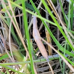 Mantis octospilota at Dunlop, ACT - 11 Feb 2023 02:45 PM