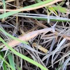 Mantis octospilota at Dunlop, ACT - 11 Feb 2023