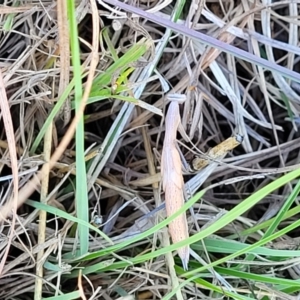 Mantis octospilota at Dunlop, ACT - 11 Feb 2023